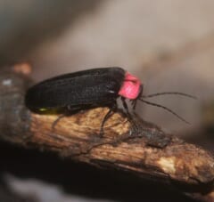 枯れ枝の上にとまる、黒い体で頭の後ろがピンク色のホタルを横から見たところ