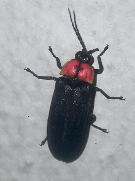 白い壁にとまる、黒い翅とピンク色の前胸をもつホタルを背中側から見たところ