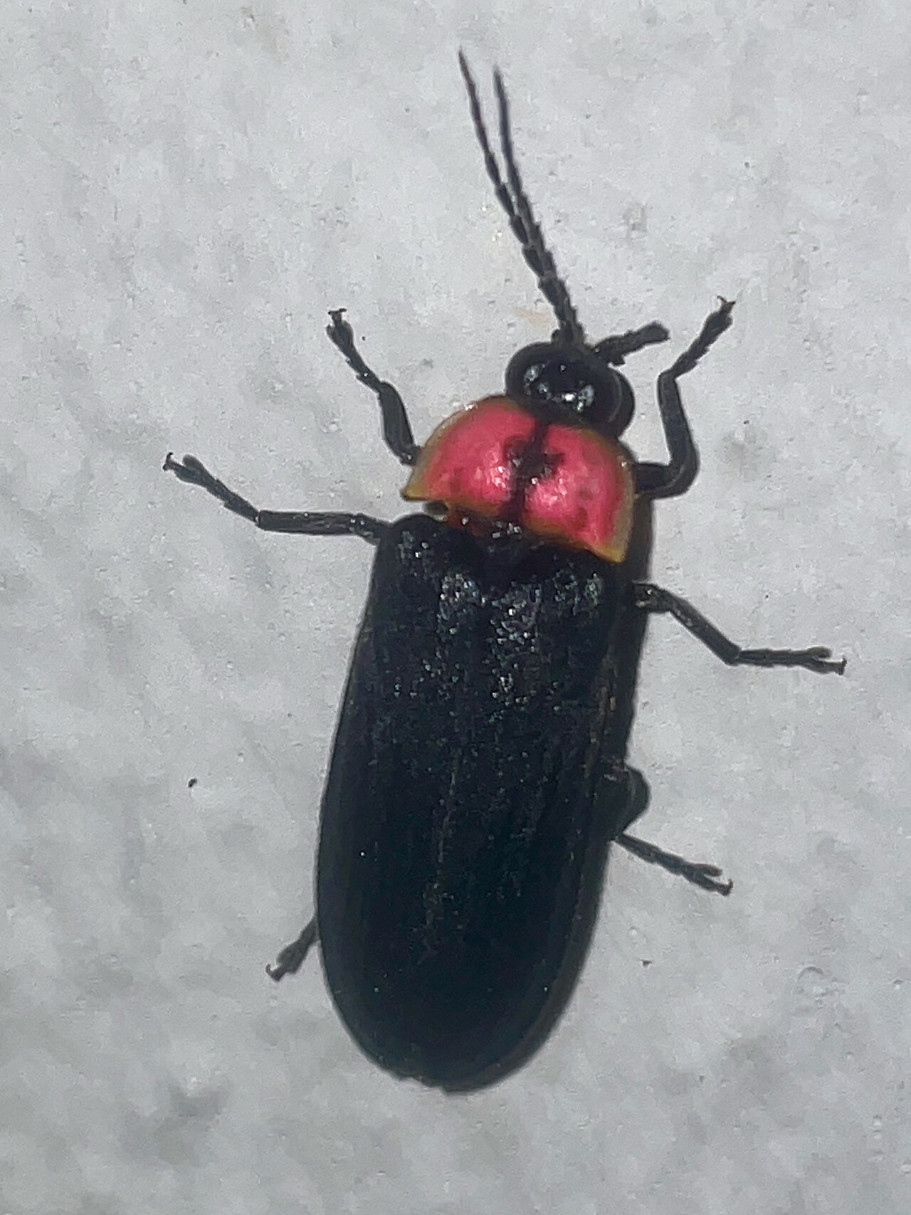 白い壁にとまる、黒い翅とピンク色の前胸をもつホタルを背中側から見たところ