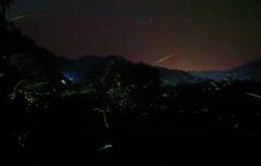 山の稜線が見える暗い夜景の中、草木のまわりに黄緑色の光の線がたくさん写っている