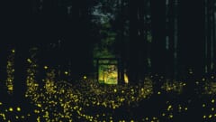 暗い杉林の地面いっぱいに、黄色い小さな光の点が散らばっている