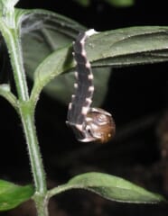 植物の茎にぶら下がるように、白と黒のしま模様の細長い幼虫が、小さなカタツムリにかぶりついている