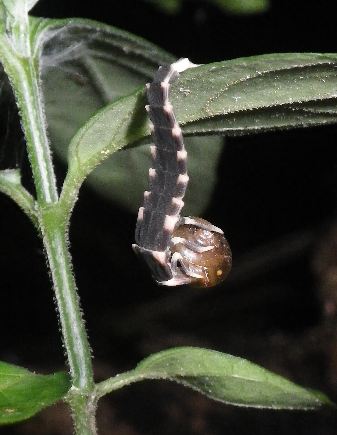 植物の茎にぶら下がるように、白と黒のしま模様の細長い幼虫が、小さなカタツムリにかぶりついている