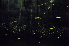 暗い森の中に、黄色い光の点や短い線がたくさん写っている