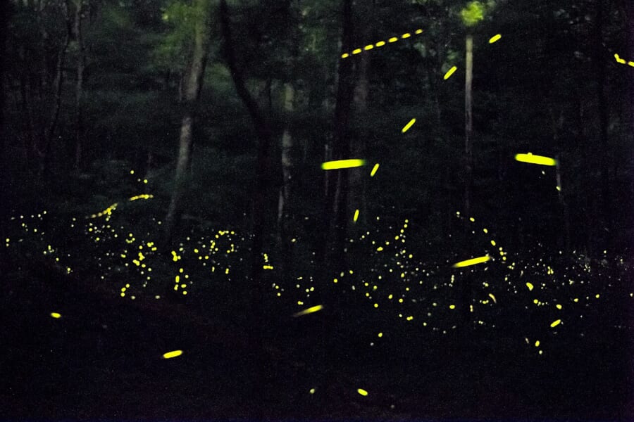 暗い森の中に、黄色い光の点や短い線がたくさん写っている