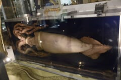 ガラスのケースの中に横たわる、白っぽいダイオウイカの大きな標本