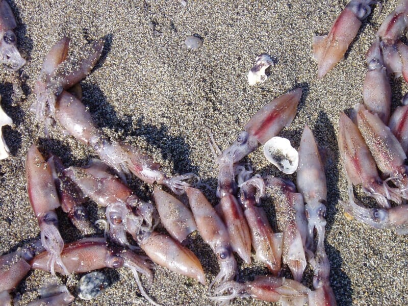 砂浜にたくさん打ち上げられた、赤むらさき色の小さなホタルイカ