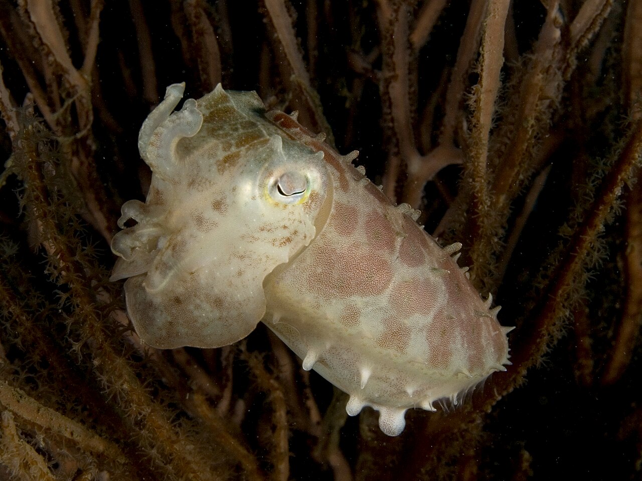こげ茶色の枝のようなもののあいだで、腕を持ち上げている白っぽいまだら模様のコウイカ
