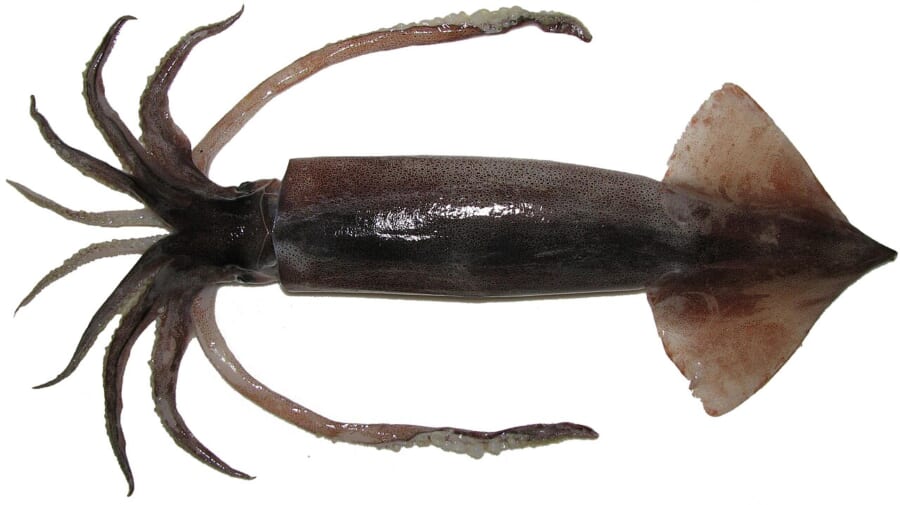 白い背景に置かれた、8本の腕と2本の長い触腕を広げた赤茶色のスルメイカ