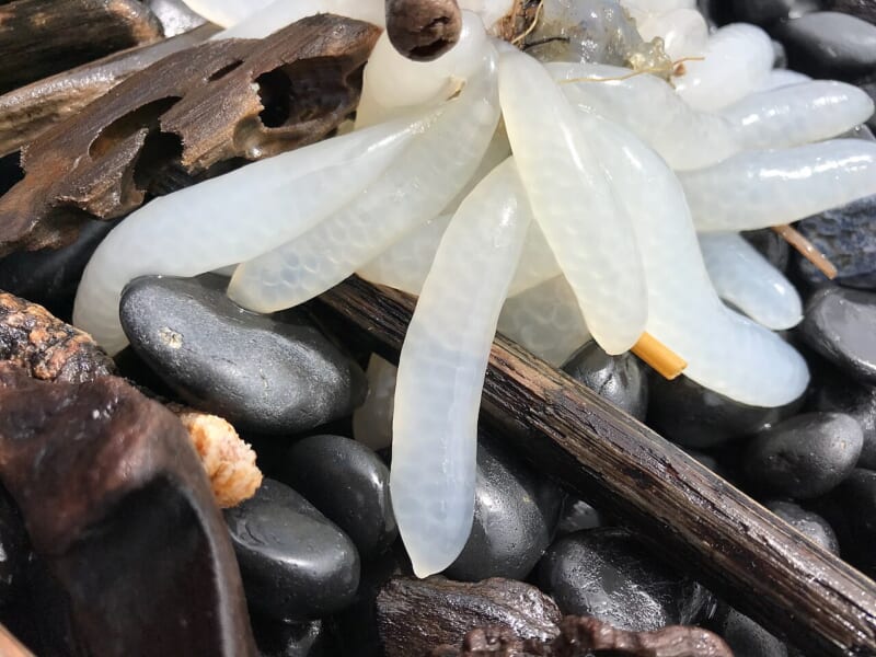 黒い丸石と流木の上にのった、白くて半透明の指のような形をした卵のふくろ