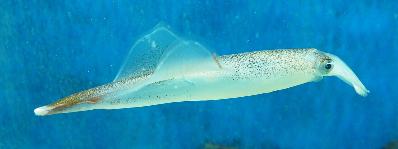 青い水槽の中を泳ぐ、細長くて白っぽく透きとおったヤリイカ