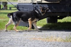 車のまわりのにおいをかぐ警察犬