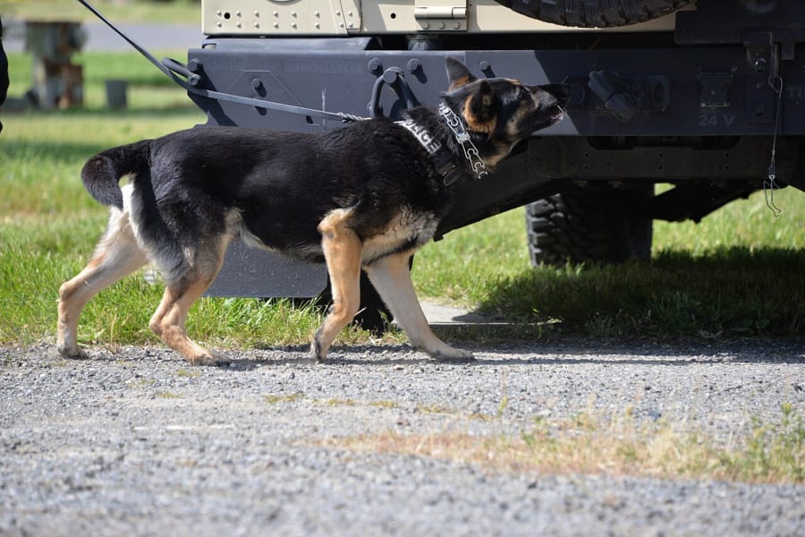 車のまわりのにおいをかぐ警察犬