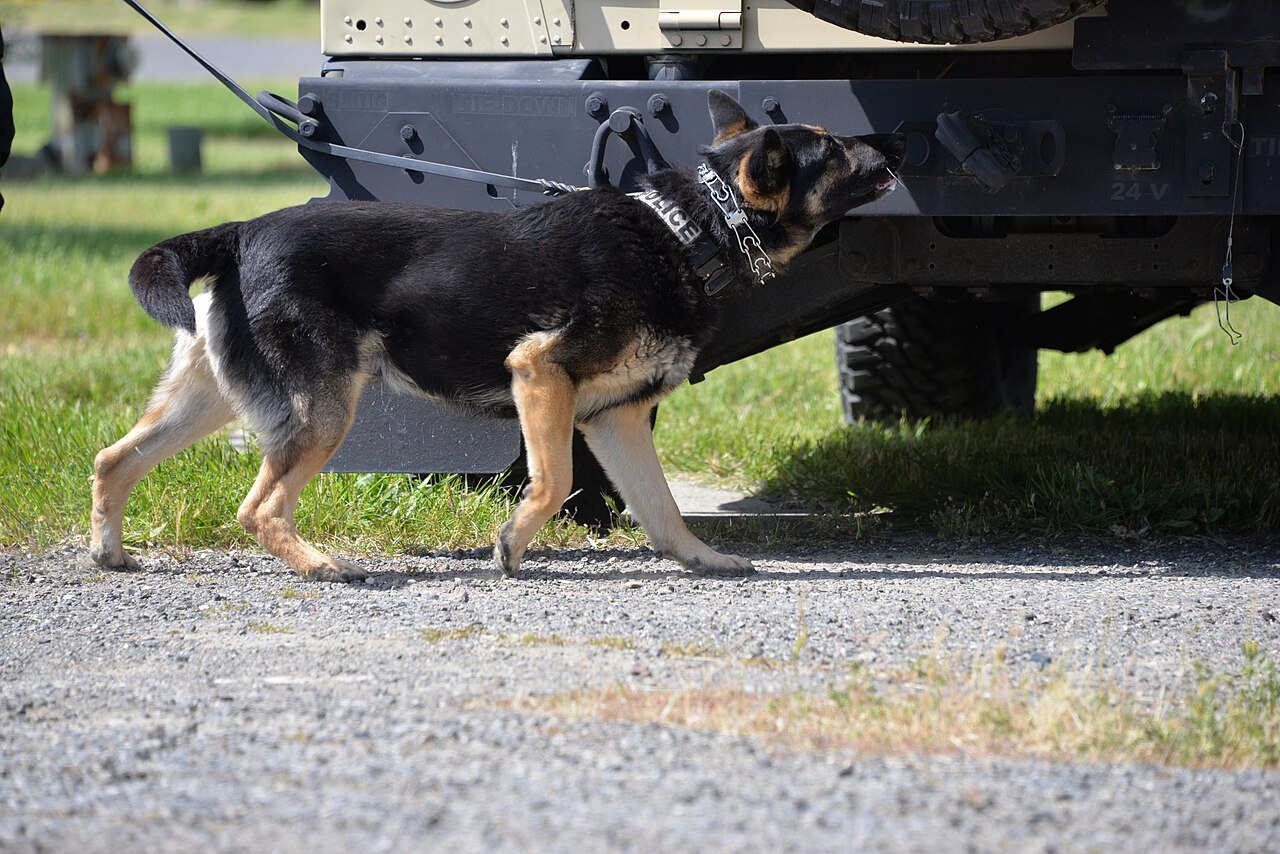 車のまわりのにおいをかぐ警察犬