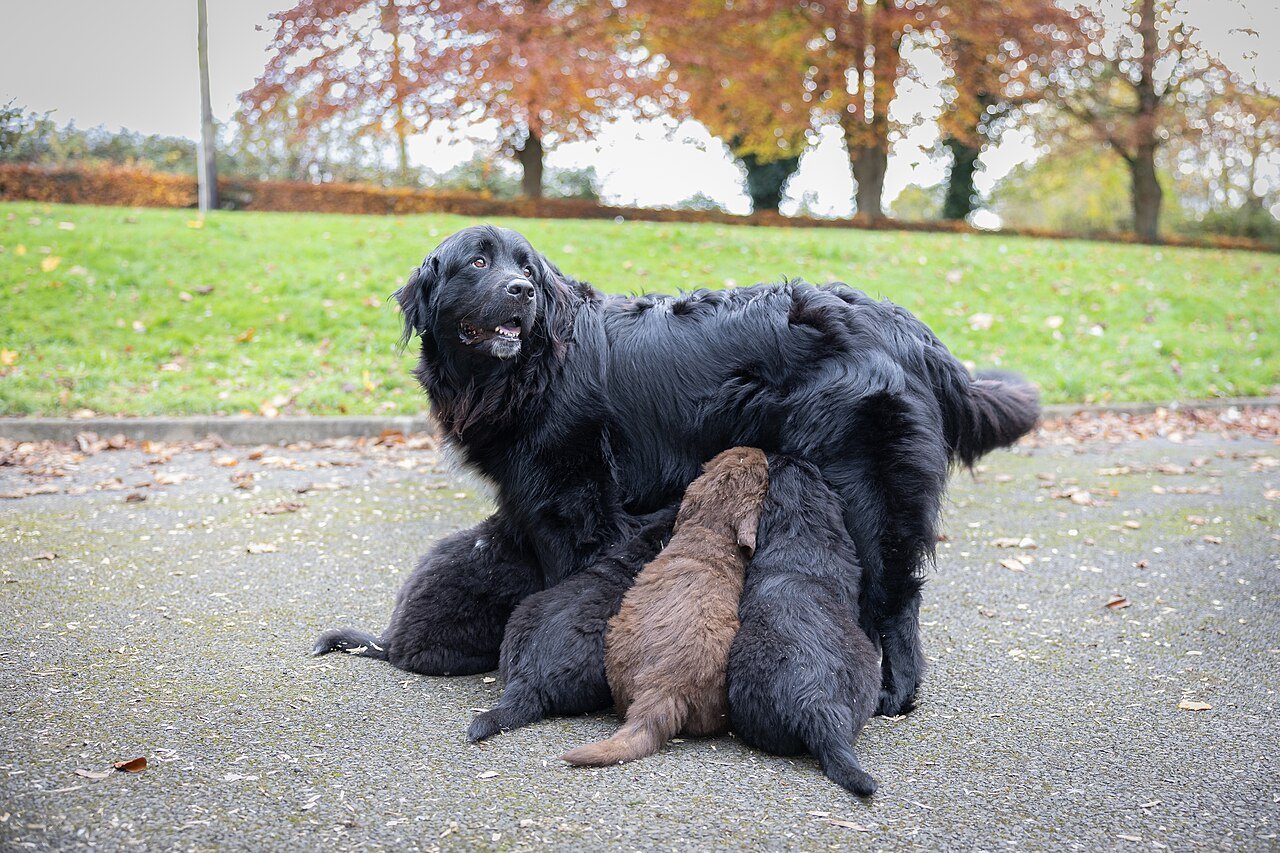 芝生の上で子犬にお乳をあげる黒い母犬