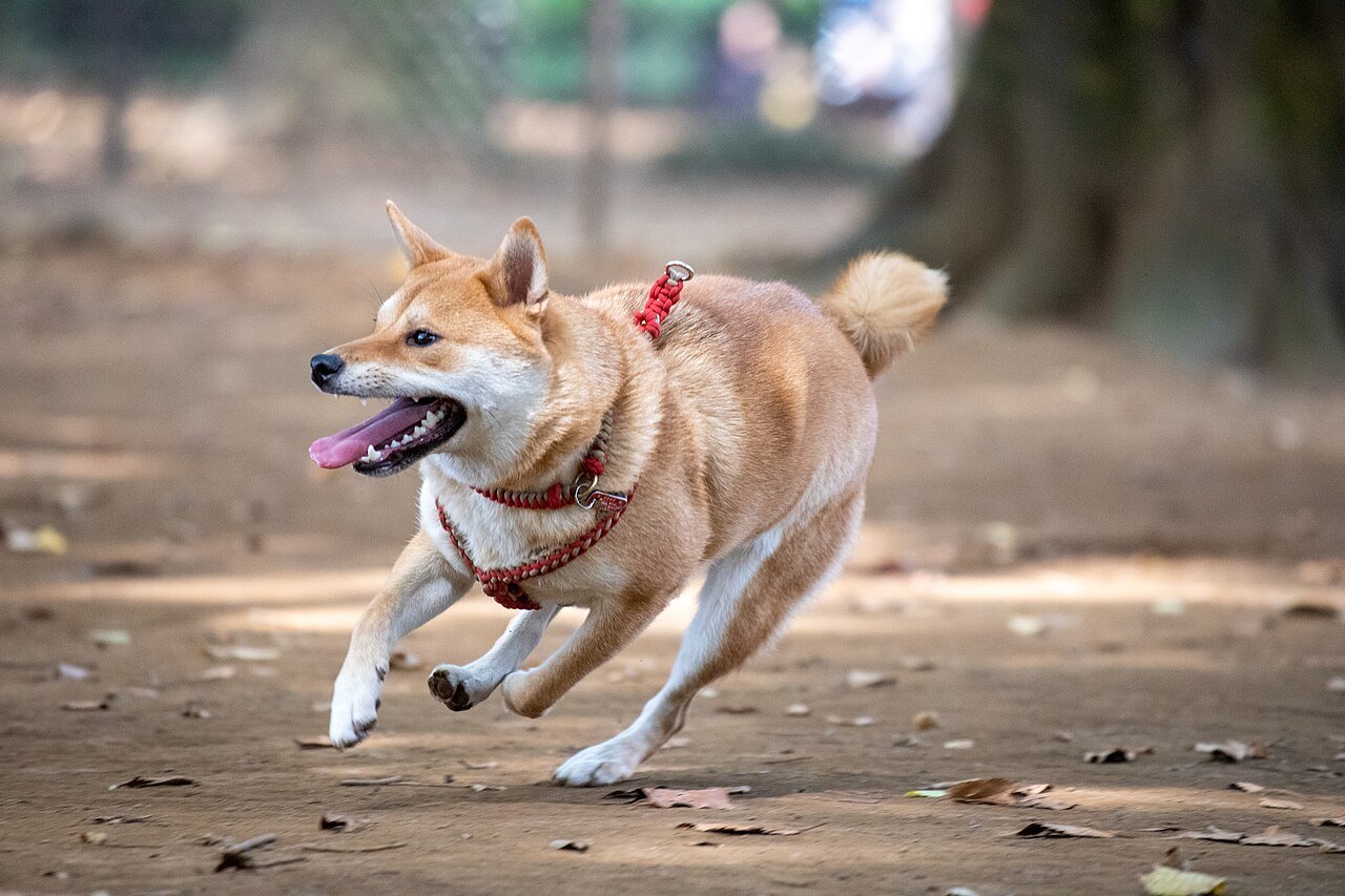 舌を出して走る柴犬