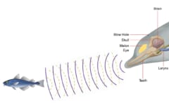 イルカの頭から出た音の波が魚に当たってはね返る様子の図