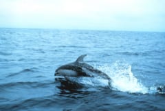 水しぶきを上げて海面を泳ぐカマイルカ