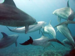 海の中を寄りそって泳ぐイルカの群れ