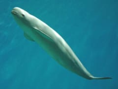 青緑色の水中を泳ぐ、背びれのないスナメリの全身