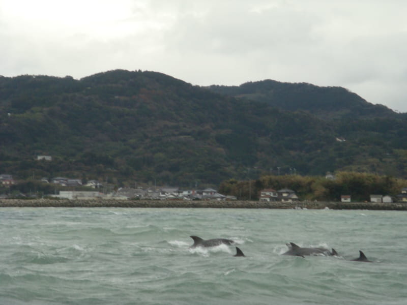 山の見える海で、水面に背びれを出して泳ぐイルカの群れ
