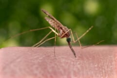 人の肌に口の針を刺し、体をななめに持ち上げて血を吸う、茶色い蚊