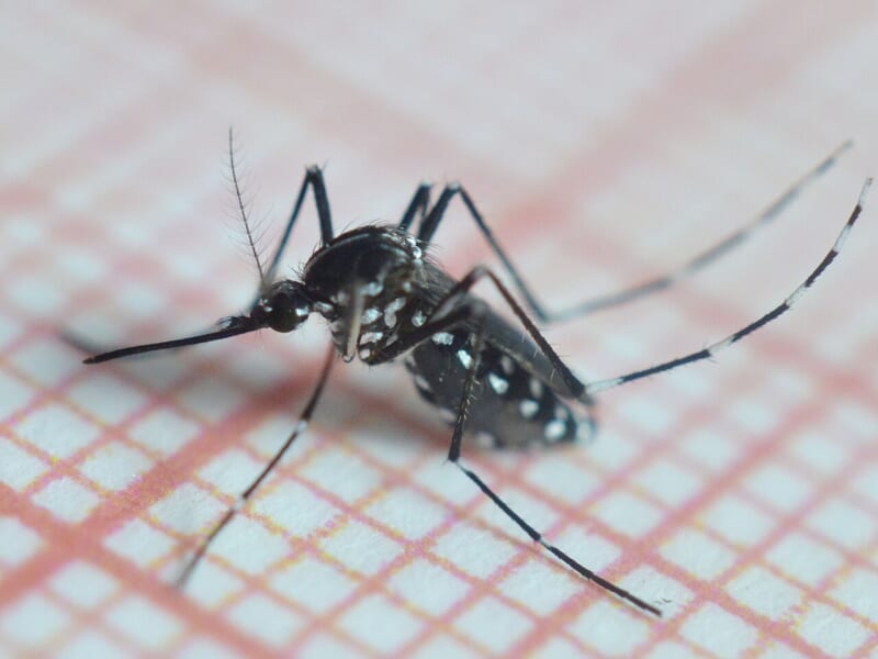 赤い方眼の紙の上にとまる、長い口と白黒のしまのあしをもつ蚊