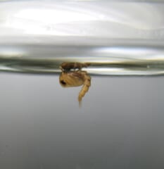 水面の下にうかぶ、丸い体から尾が下にのびた茶色のさなぎ