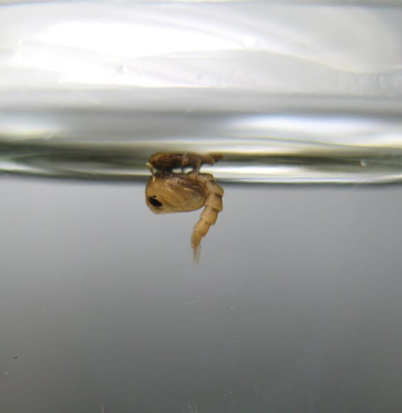 水面の下にうかぶ、丸い体から尾が下にのびた茶色のさなぎ