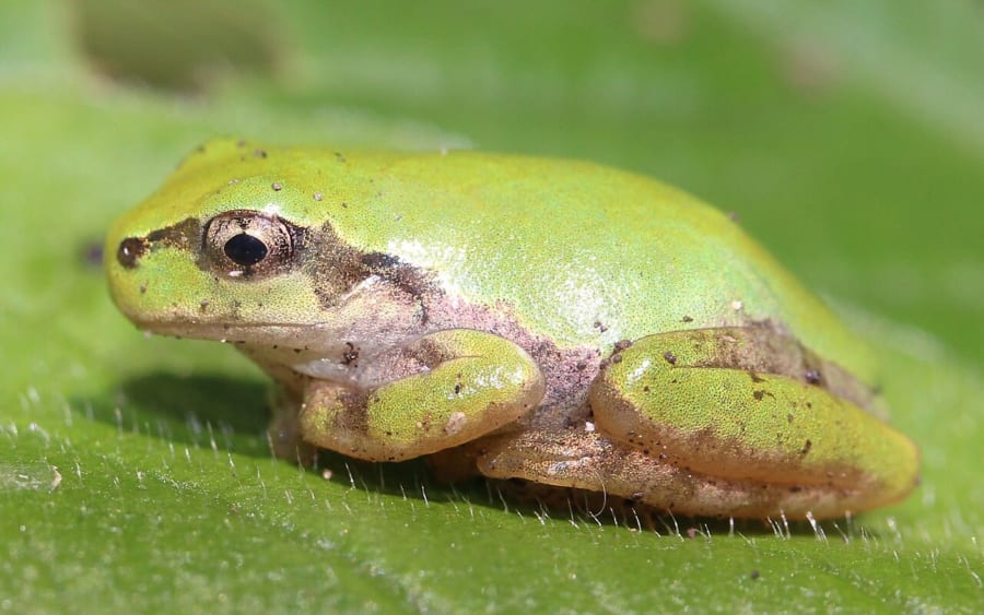 緑の葉の上にちょこんと座る黄緑色のアマガエル