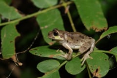 葉の上にとまる灰褐色のまだら模様のアマガエル