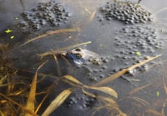 水面に浮かぶたくさんの卵の塊と、そのあいだで重なる2匹のカエル