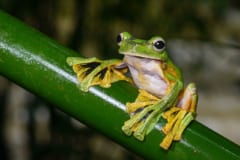 緑色の茎につかまる、黄色と黒の大きな水かきをもつ緑色のカエル