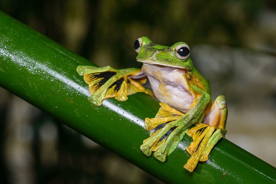 緑色の茎につかまる、黄色と黒の大きな水かきをもつ緑色のカエル