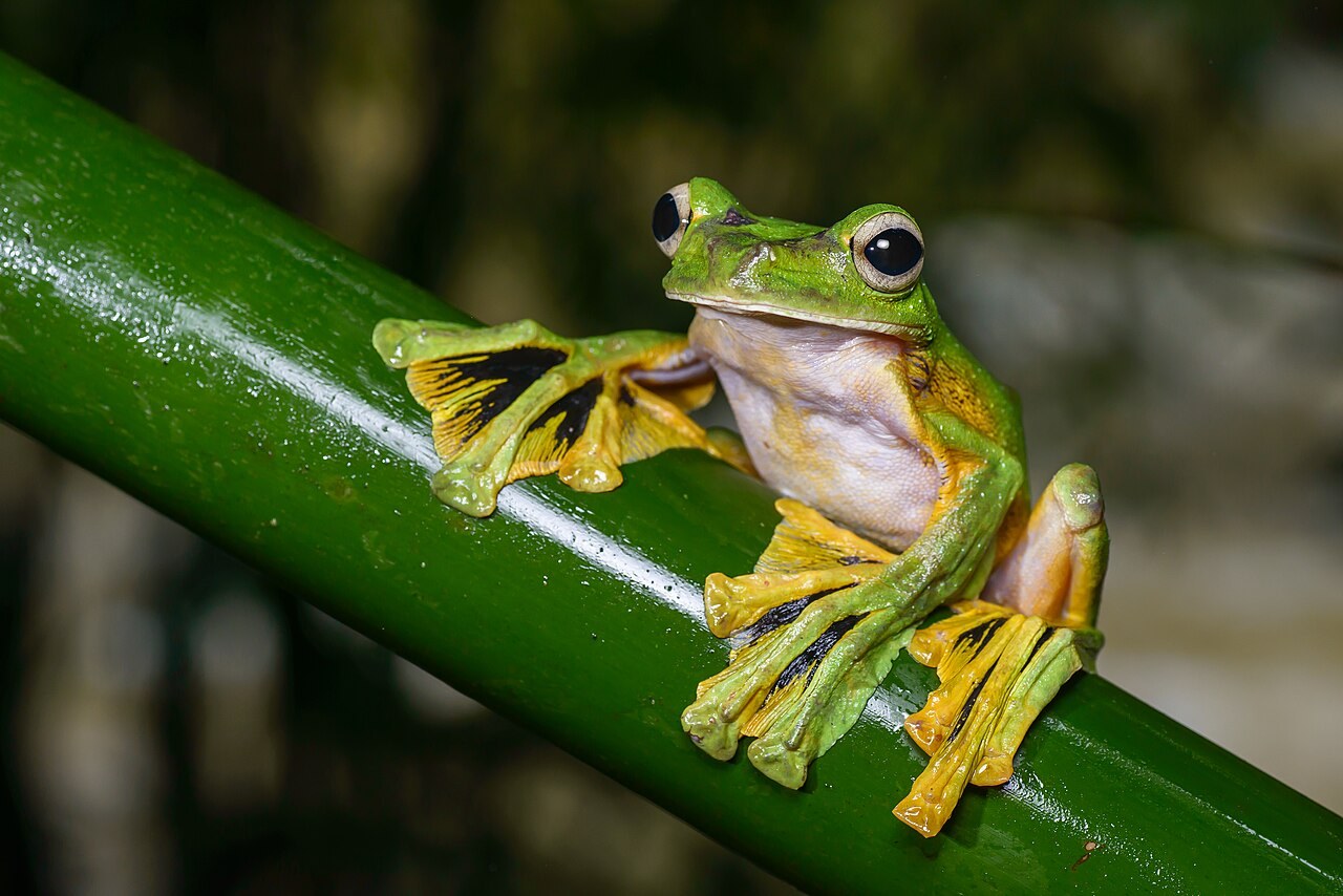 緑色の茎につかまる、黄色と黒の大きな水かきをもつ緑色のカエル