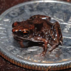 銀色の硬貨の上にのった、とても小さな茶色のカエル