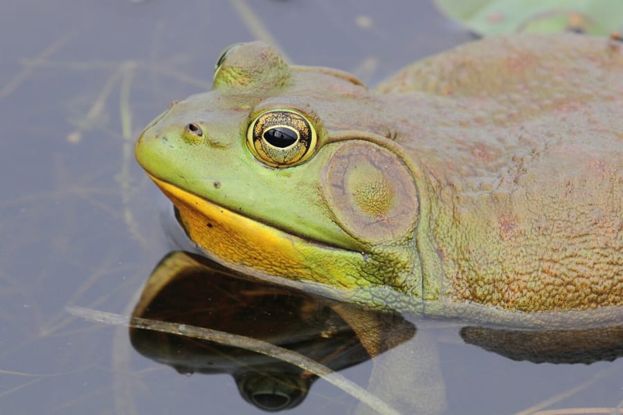 水面から顔を出す、目のうしろに大きな丸い鼓膜があるウシガエル