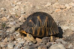 小石の地面を歩く、黒地に黄色い放射状のもようが入ったドーム形の甲羅のリクガメ