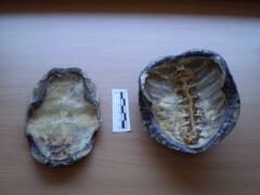 机の上に置かれた2つのカメの甲羅。右の甲羅の内側には、背骨と左右にのびる肋骨のあとが見える