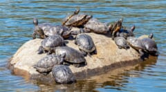 池の中の岩の上に、十数匹のカメが重なり合うように並んで、日光を浴びている