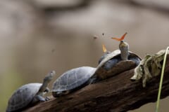 流木の上に並んだカメ。先頭のカメの頭に、オレンジ色のチョウがとまっている
