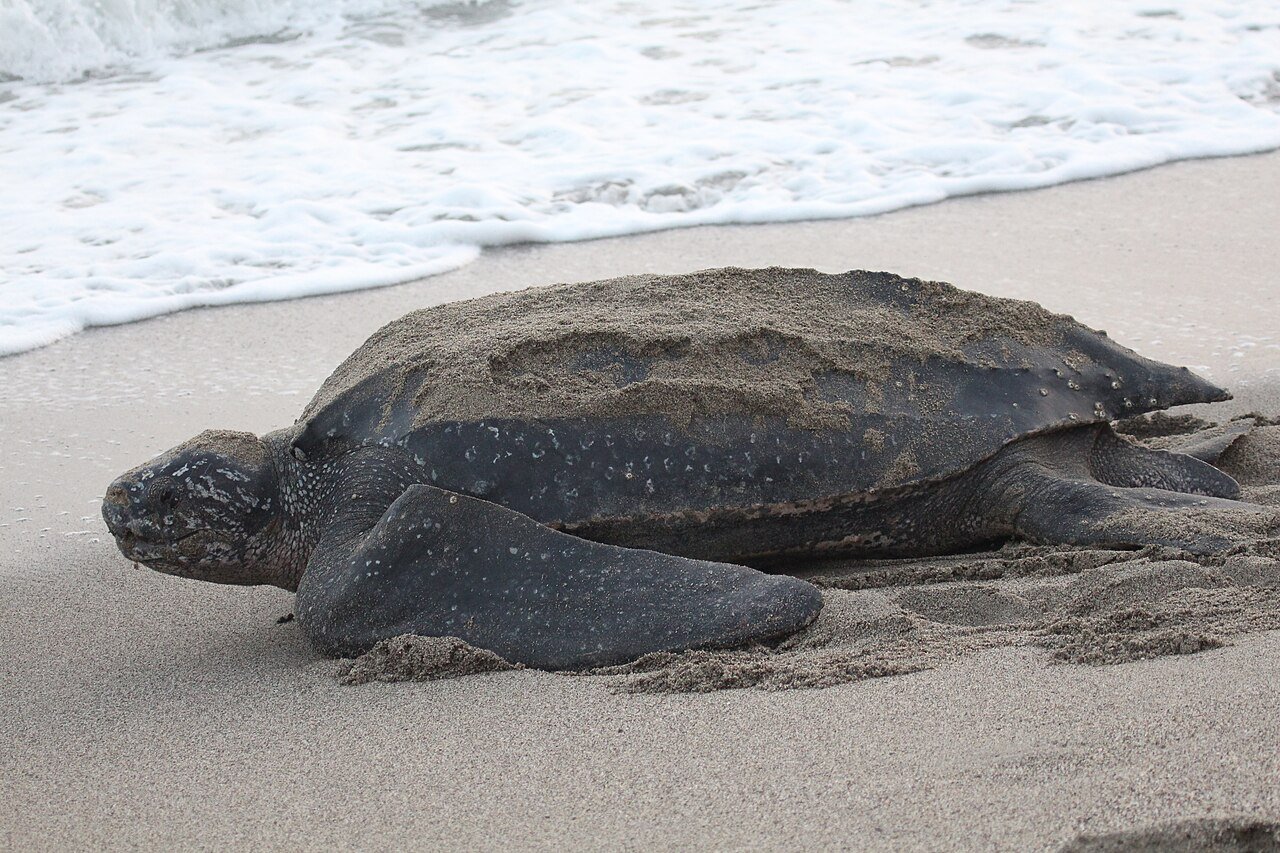 波打ちぎわの砂浜に横たわる、黒っぽい革のような甲羅をもつ大きなウミガメ