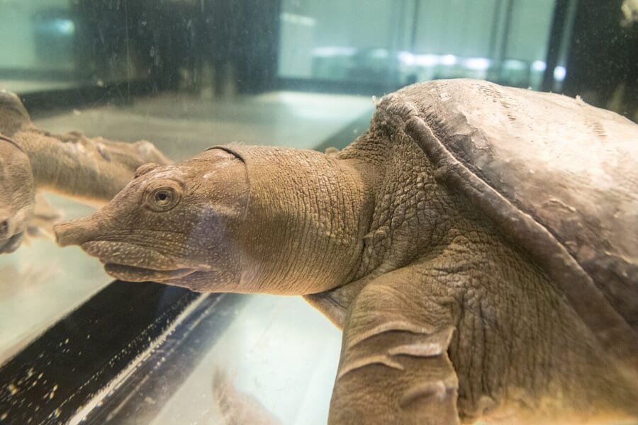 水そうのガラスごしに見える、鼻先のとがったスッポンの横顔と、やわらかそうな甲羅