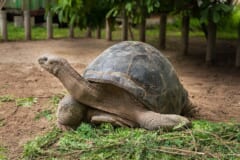 草の上で首を長くのばして歩く、ドーム形の大きな甲羅をもつゾウガメ