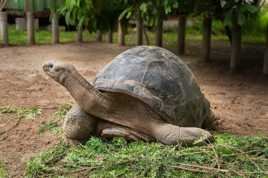 草の上で首を長くのばして歩く、ドーム形の大きな甲羅をもつゾウガメ