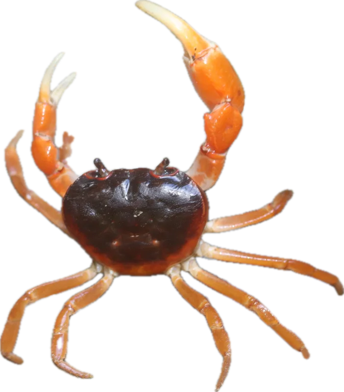 カニ