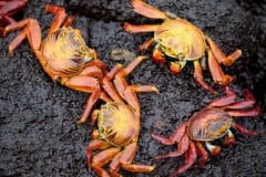 黒い岩の上にいる、オレンジ色と赤の4匹のカニ