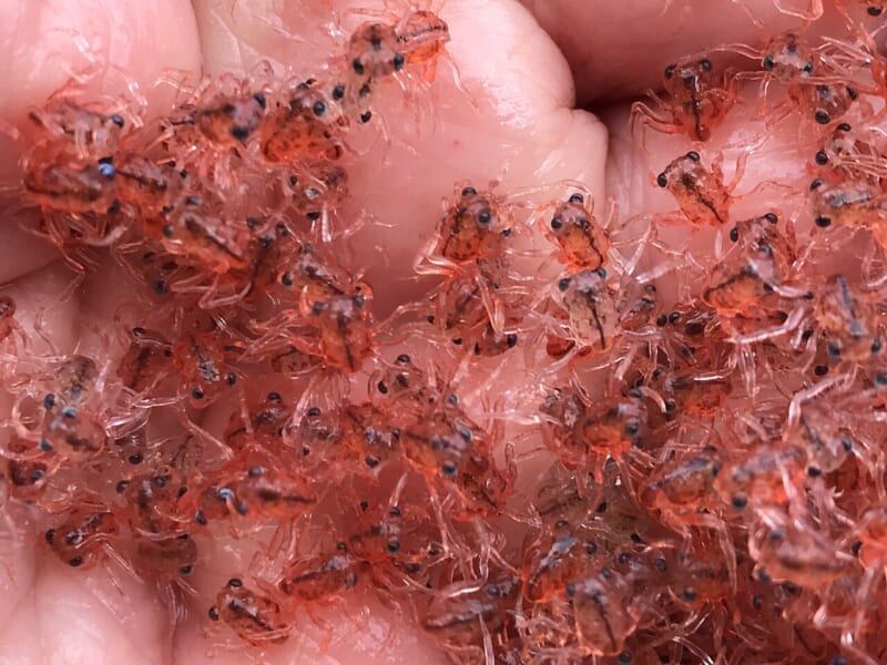手のひらの上にたくさんのっている、赤くて小さなエビのような生き物