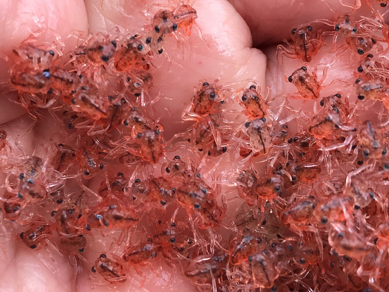 手のひらの上にたくさんのっている、赤くて小さなエビのような生き物