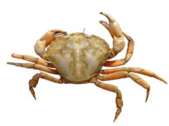 白い背景の上の、うすい緑がかった茶色の甲羅とハサミをもつカニ